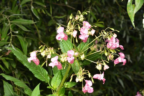 Himalaya Balsam Impatiens Glandulifera Sanft Rosa Blühende Und Aufkeimende Himalaya — Stockfoto