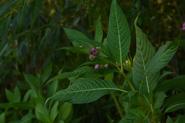 在秋天的清晨 喜马拉雅山的一种植物 长着露珠和蜘蛛丝 呈淡淡的粉红色 正在萌芽中 — 图库照片