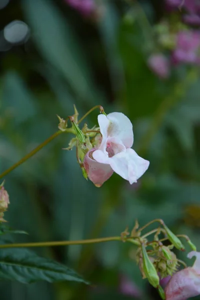 Himalaya Balsam Impatiens Glandulifera Sanft Rosa Blühende Und Aufkeimende Himalaya — Stockfoto