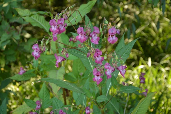 Himalaya Balsam Impatiens Glandulifera Soft Rose Floraison Bourgeonnement Himalaya Balsam — Photo