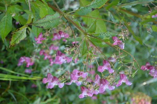 Balsamo Himalayano Impatiens Glandulifera Morbida Fioritura Rosa Fioritura Himalayana Balsamo — Foto Stock