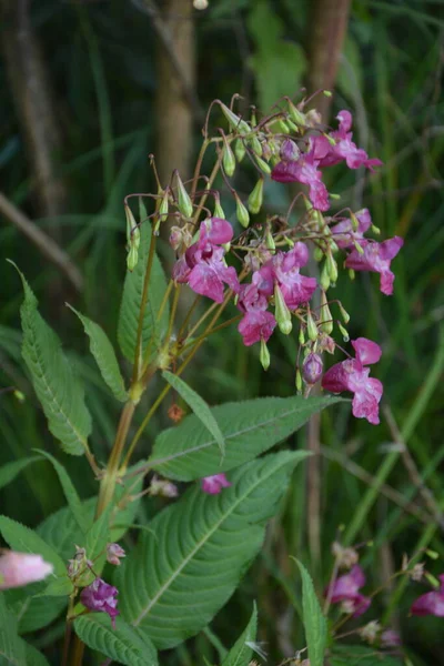 Himalayan Balsam Impatiens Glandulifera Soft Рожевий Квітучий Волосатий Гімалайський Balsam — стокове фото