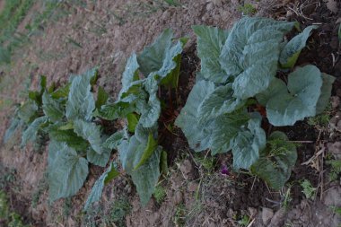 Rhubarb. Bahçede yetişen taze ravent..
