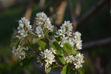 Amelanchier lamarckii yaprak döken çalı, bir grup beyaz çiçek ve yapraklar çiçek açmış dallarda, karlı mezgit bitkisi ekimi