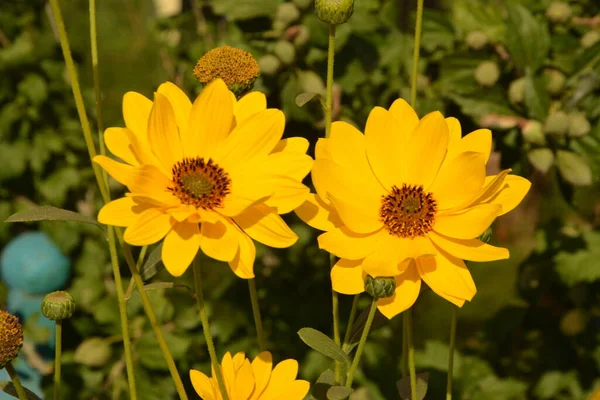 Coreopsis Pubescens Gemeinsam Sternkitzel Genannt Gelbe Blume Garten Desktop Floraler — Stockfoto