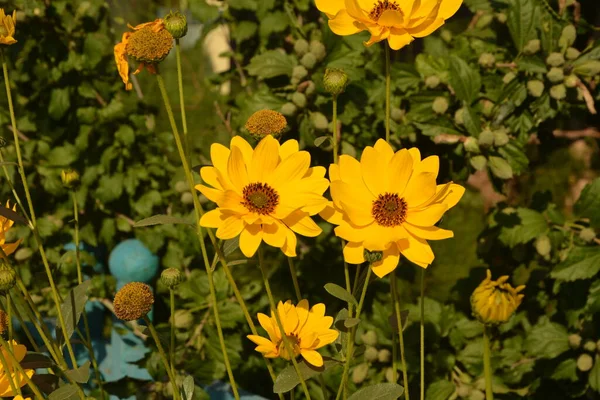 Coreopsis Pubescens Chiamato Zecche Stellari Comune Fiore Giallo Giardino Piano — Foto Stock