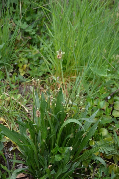 Capetele Înflorite Ale Plantaţiei Viermi Plantago Lanceolata Mai Multe Inflorescențe — Fotografie, imagine de stoc