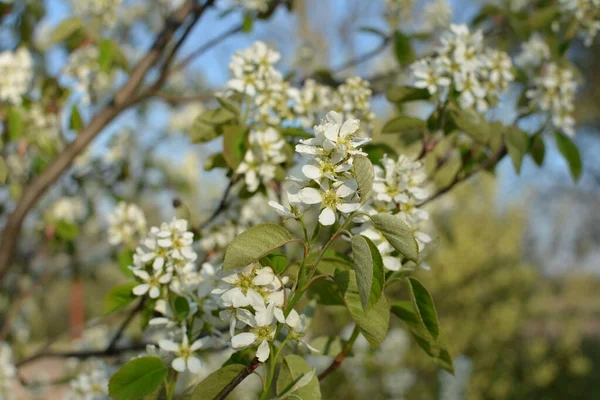 Amelanchier Lamarckii Arbusto Floración Caduca Grupo Flores Blancas Hojas Ramas — Foto de Stock