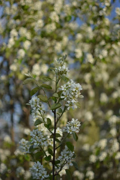 Amelanchier Lamarckii Deciduous Flowering Shrub Group White Flowers Leaves Branches — стоковое фото