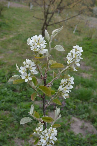 Amelanchier Lamarckii Decidfrufrufrufingshrub 가지에 나뭇잎의 눈덮인 Mespilus — 스톡 사진