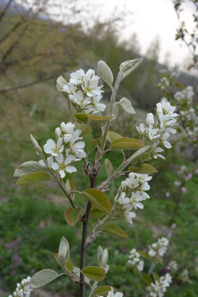 Amelanchier Lamarckii Decidfrufrufrufingshrub 가지에 나뭇잎의 눈덮인 Mespilus — 스톡 사진