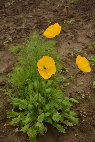 Bela Flor Papoula Amarela Verão Nome Flor Científica Glaucium Flavum — Fotografia de Stock