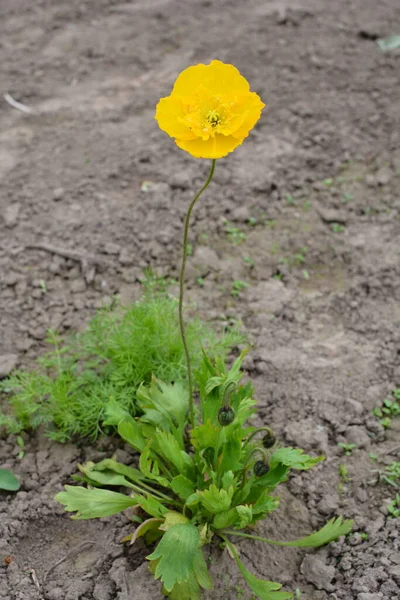 Bela Flor Papoula Amarela Verão Nome Flor Científica Glaucium Flavum — Fotografia de Stock