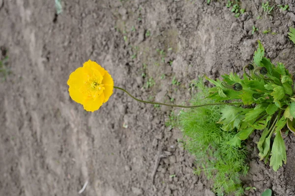 Bela Flor Papoula Amarela Verão Nome Flor Científica Glaucium Flavum — Fotografia de Stock