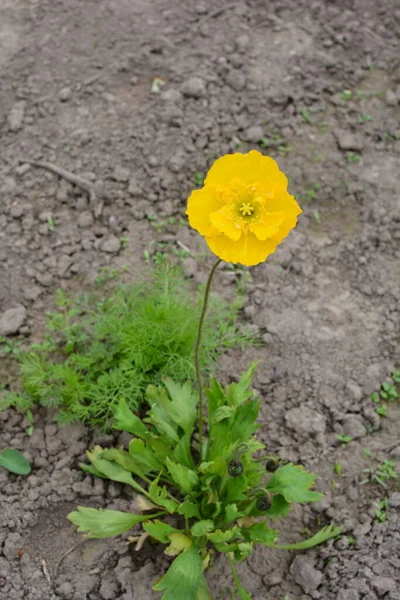 Bela Flor Papoula Amarela Verão Nome Flor Científica Glaucium Flavum — Fotografia de Stock