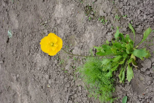 Bela Flor Papoula Amarela Verão Nome Flor Científica Glaucium Flavum — Fotografia de Stock