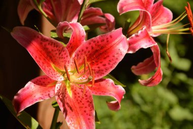 Baharda bahçede kırmızı zambak açar. Büyük kırmızı zambak çiçeği, makroda çiçek açan güzel kırmızı zambak. Yeşil arka planda renkli bir bitki. Büyük karaciğer ve erkek organlar..