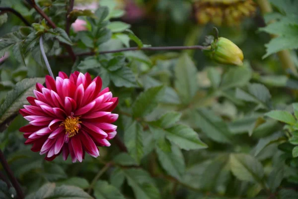 Schöne Rosa Dahlie Garten Ein Bild Der Schönen Rosa Dahlie — Stockfoto