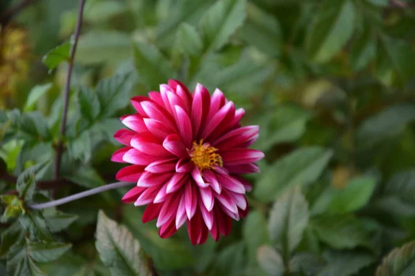 Vacker Rosa Dahlia Trädgården Bild Den Vackra Rosa Dahlia — Stockfoto