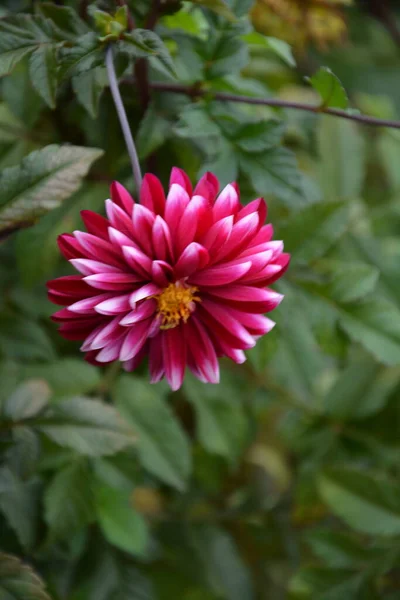 Mooie Roze Dahlia Tuin Een Schilderstuk Van Prachtige Rose Dahlia — Stockfoto