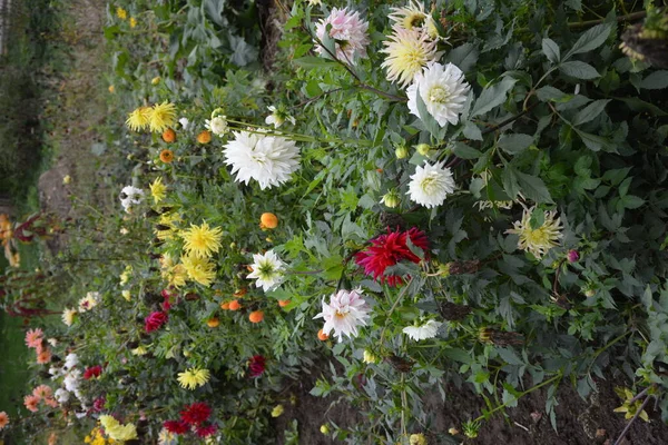 Vacker Rosa Dahlia Trädgården Bild Den Vackra Rosa Dahlia — Stockfoto