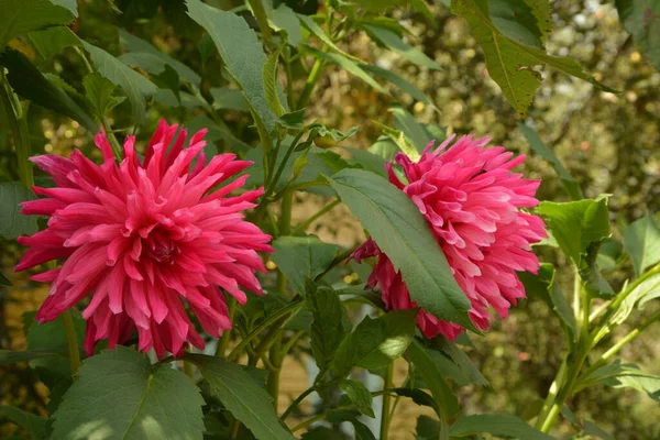 Piękna Różowa Dahlia Ogrodzie Obraz Pięknej Różowej Dahlii — Zdjęcie stockowe