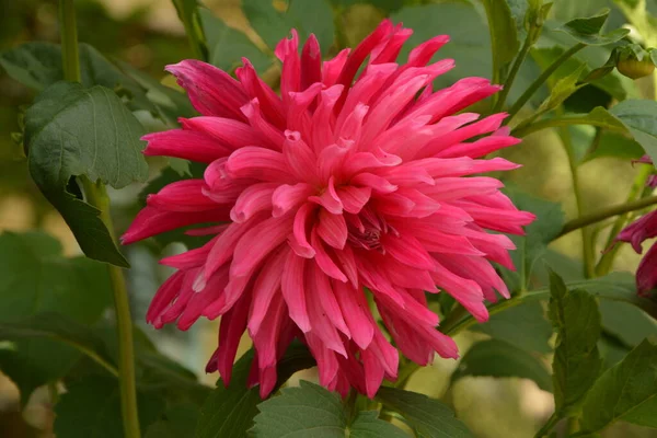 Beautiful pink dahlia in garden. A picture of the beautiful pink dahlia.