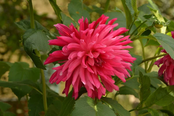 Beautiful pink dahlia in garden. A picture of the beautiful pink dahlia.