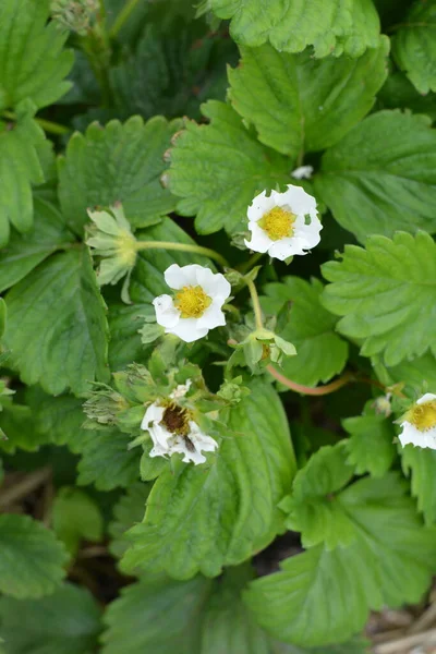 Strawberry plant. Blossoming of strawberry. Wild stawberry bushes. Strawberries in growth at garden.