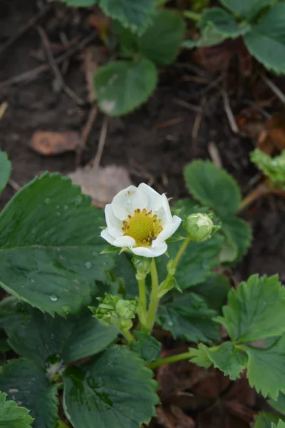 Strawberry plant. Blossoming of strawberry. Wild stawberry bushes. Strawberries in growth at garden.