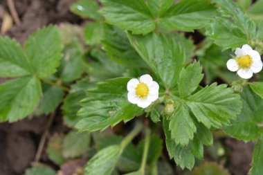 Çilek bitkisi. Çilek tomurcuklanması. Yaban mersini çalıları. Bahçede yetişen çilekler.