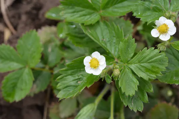 Strawberry plant. Blossoming of strawberry. Wild stawberry bushes. Strawberries in growth at garden.