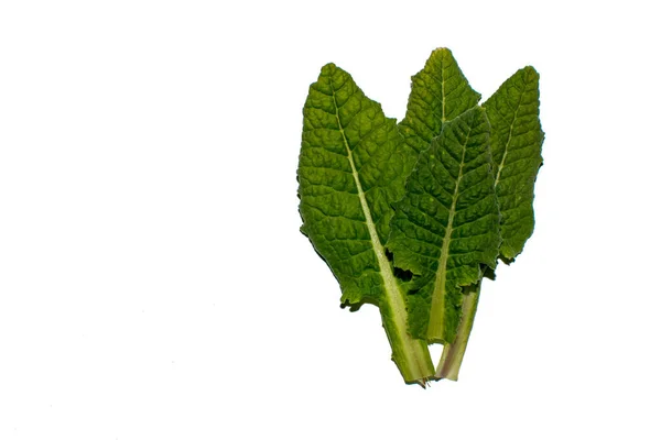 Las Hojas Planta Medicinal Primula Sobre Fondo Blanco Flores Silvestres —  Fotos de Stock