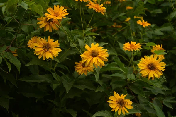 Grand Groupe Fleurs Jaunes Coréopsis Lancéolé Coreopsis Lanceolata Sur Lit — Photo