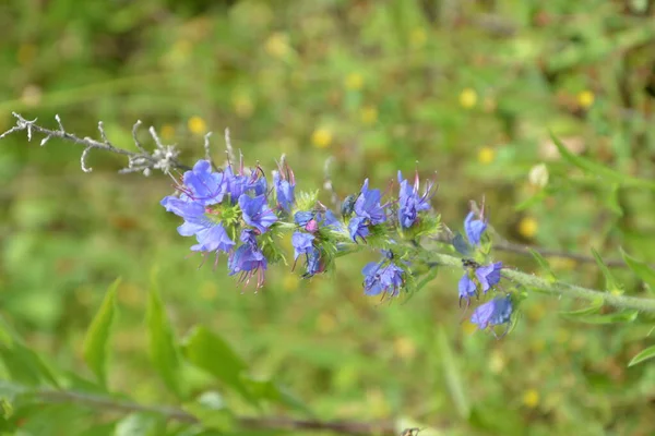 Blueweed Echium Vulgare Also Know Viper Bugloss Flowering Plant Borage — Stock Photo, Image