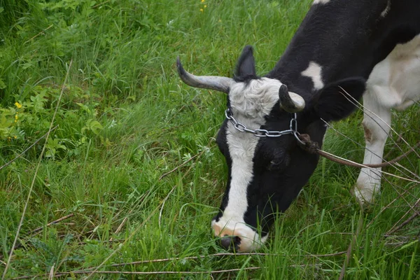 Vaca Preta Branca Holandesa Prado Grama Vaca Leiteira Branca Com — Fotografia de Stock