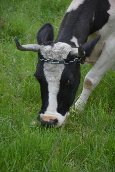 Vacca Bianca Nera Olandese Prato Erboso Mungitura Bianca Mucca Con — Foto Stock