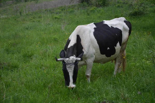 Vacca Bianca Nera Olandese Prato Erboso Mungitura Bianca Mucca Con — Foto Stock