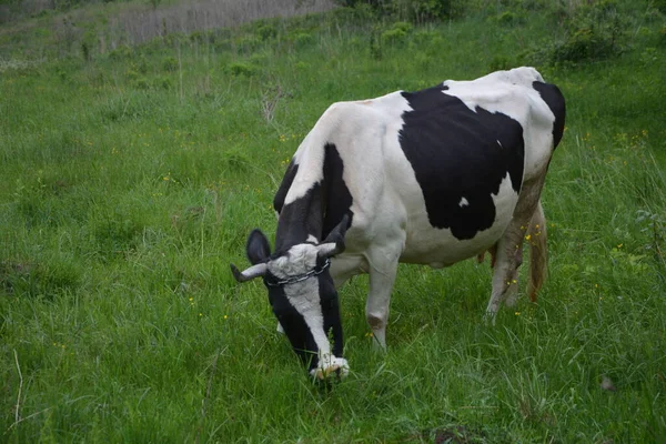 Dutch Black White Cow Grass Meadow White Milch Cow Black — Stock Photo, Image