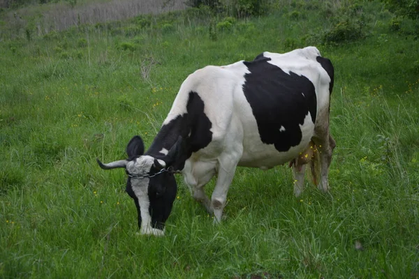 Holandská Černobílá Kráva Travnaté Louce Bílá Dojnice Černými Skvrnami Pasoucí — Stock fotografie