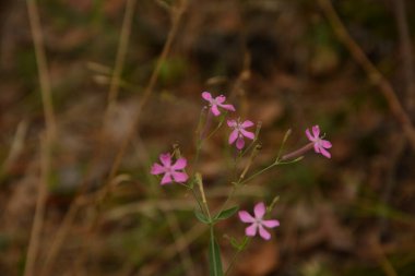 Dianthus, parlak kırmızı ya da yeşil karanfil çiçeklerini ayırır.