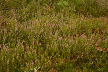 Çiçek arkaplanı olarak Calluna vulgaris ya da Ling. Çayırda çiçek açan pembe Heather çiçekleri..