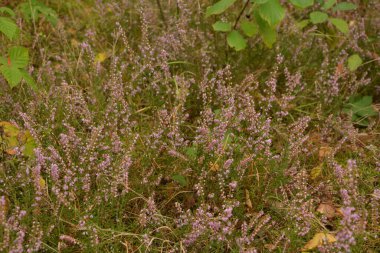 Çiçek arkaplanı olarak Calluna vulgaris ya da Ling. Çayırda çiçek açan pembe Heather çiçekleri..