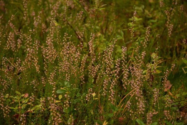 Calluna Vulgaris Ling Comme Fond Floral Fleurs Bruyère Rose Fleurissent — Photo