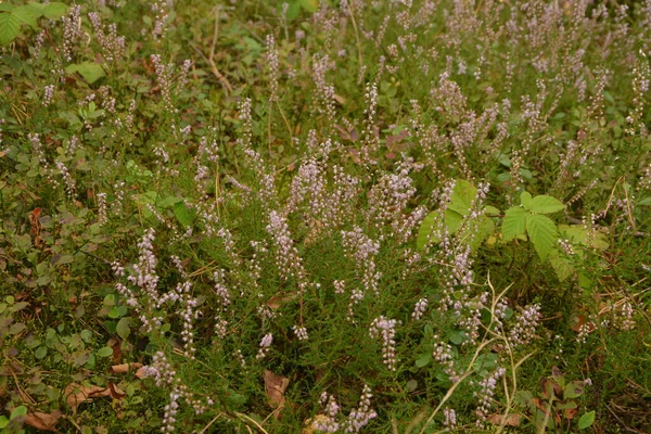 Calluna Vulgaris Oder Ling Als Floraler Hintergrund Rosa Heidekrautblüten Blühen — Stockfoto