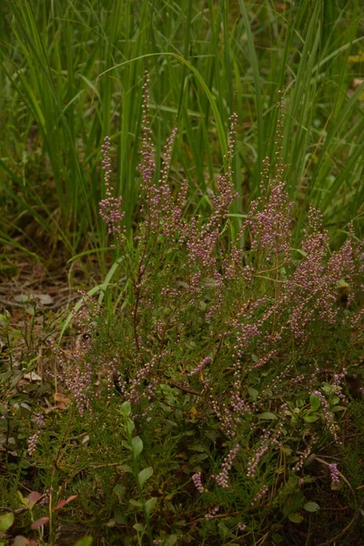 Calluna Vulgaris Nebo Ling Jako Květinové Pozadí Růžová Vřes Květiny — Stock fotografie