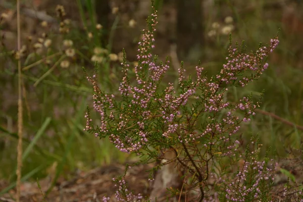 Calluna Vulgaris Nebo Ling Jako Květinové Pozadí Růžová Vřes Květiny — Stock fotografie