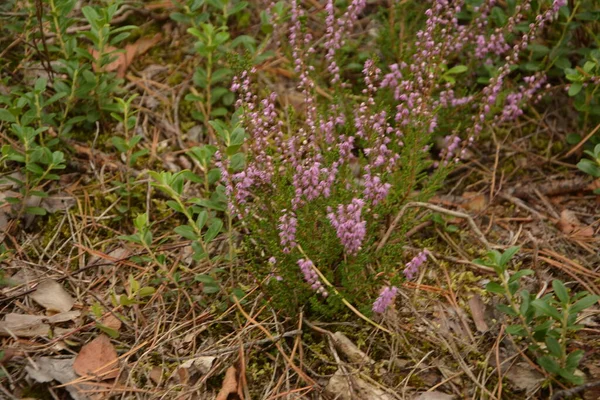 Calluna Vulgaris Lub Ling Jako Tło Kwiatowe Różowe Kwiaty Heather — Zdjęcie stockowe