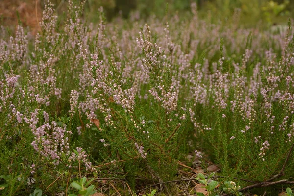 Calluna Vulgaris Nebo Ling Jako Květinové Pozadí Růžová Vřes Květiny — Stock fotografie