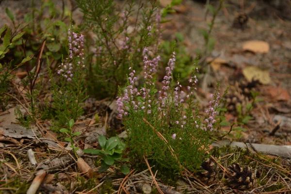 Calluna Vulgaris Lub Ling Jako Tło Kwiatowe Różowe Kwiaty Heather — Zdjęcie stockowe